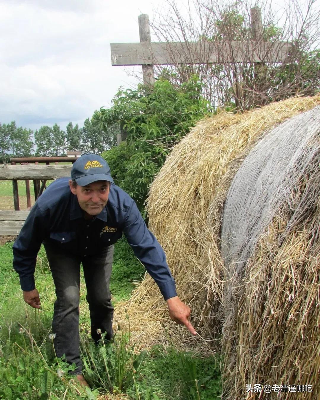 加拿大哪个城市老鼠最多,加拿大没有老鼠的地方