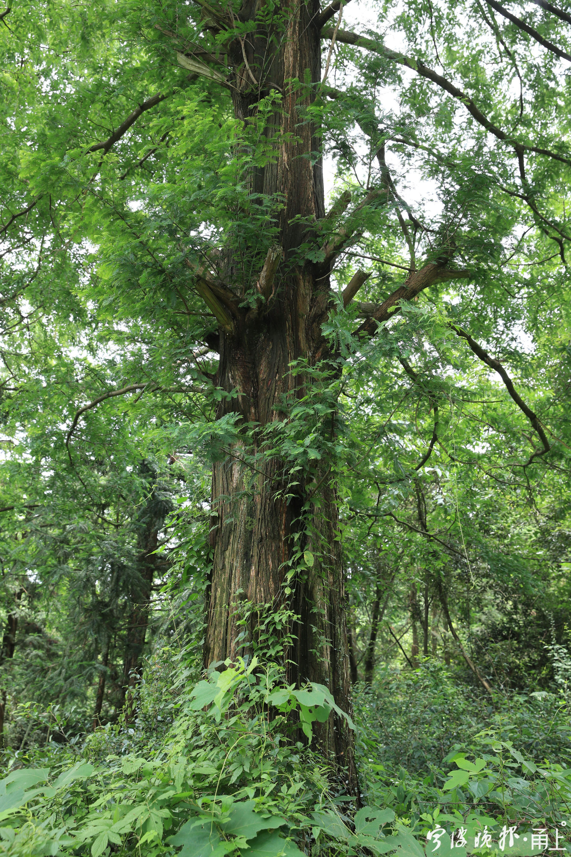 宁波余姚周边古村,余姚8个绝美古村
