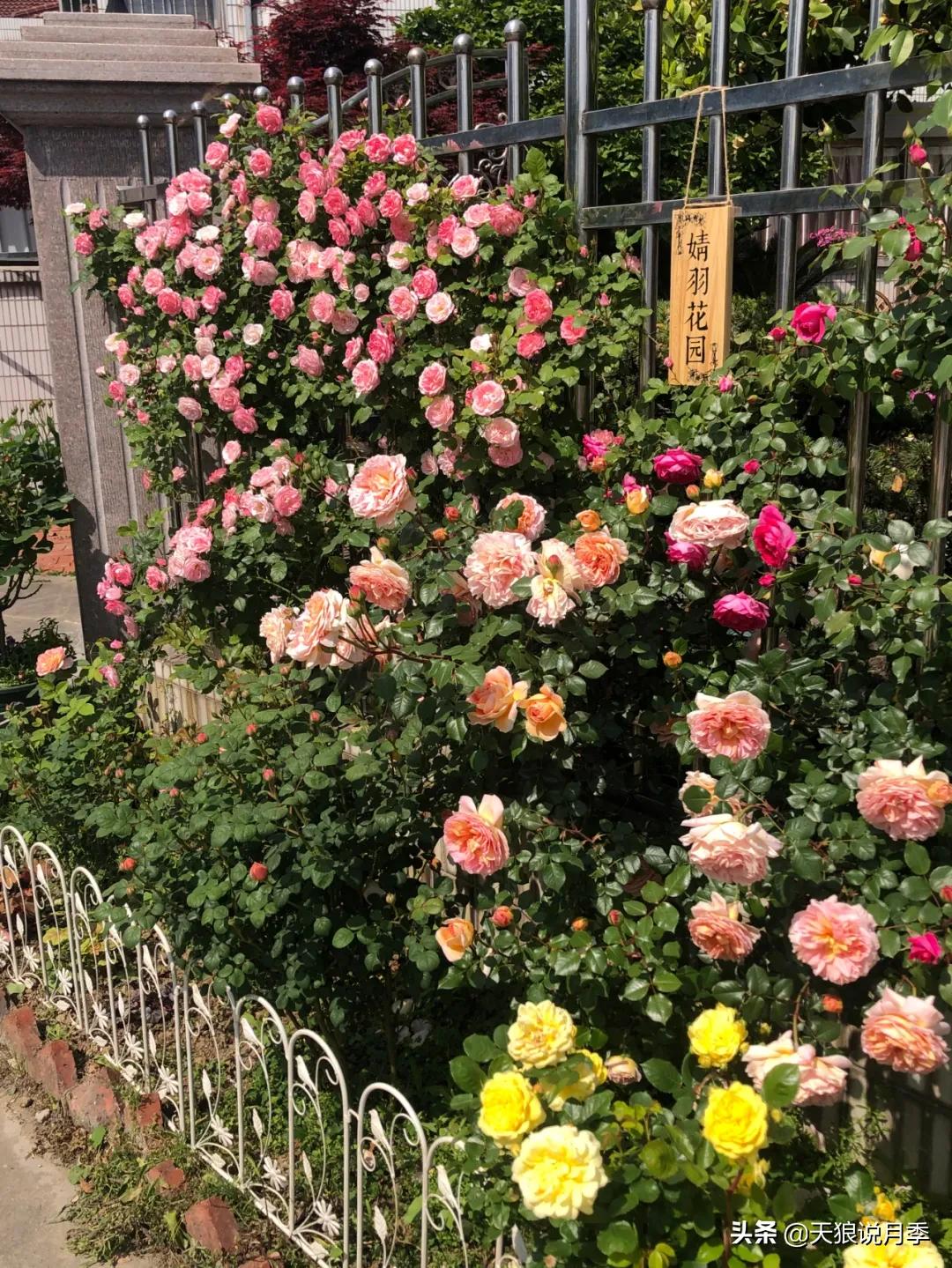 花友家的春花都开爆爆爆了，快来云赏花！（上）