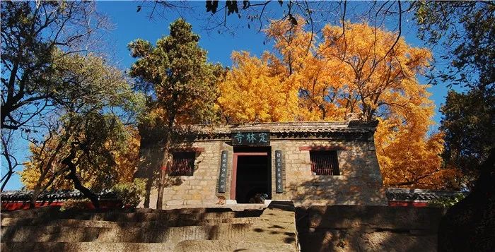 黄了！山东爆火的“银杏林”，千余亩的曼妙绝伦，只等你来！