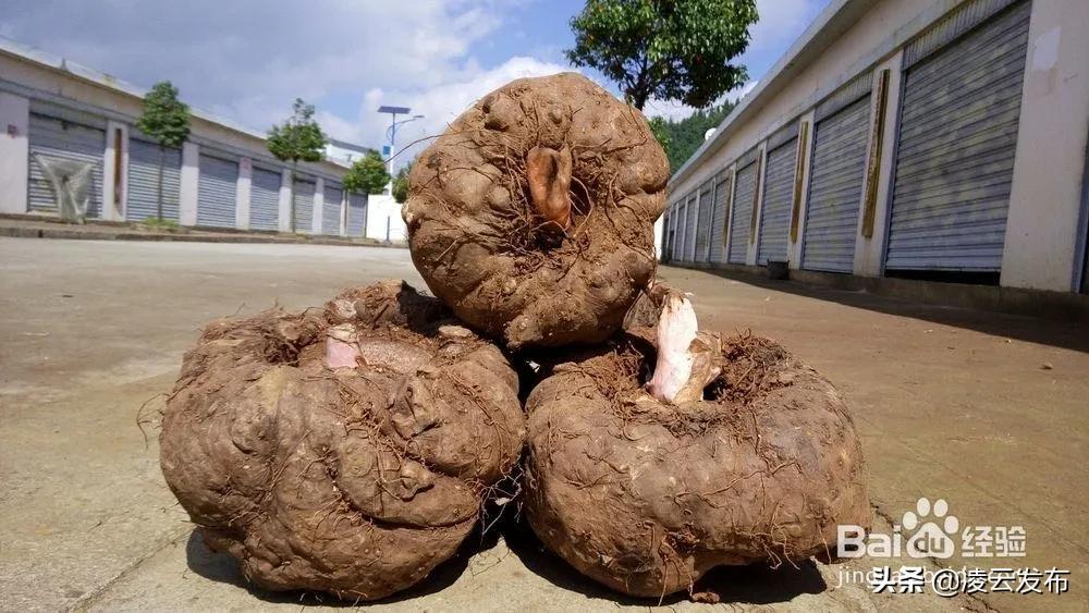 【古府墨香】最喜欢凌云魔芋豆腐