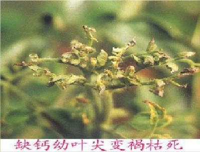 番茄各个生长期缺氮的症状,番茄苗期缺素症图片