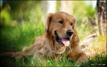 金毛寻回犬注意什么,金毛寻回犬有什么优点有什么缺点