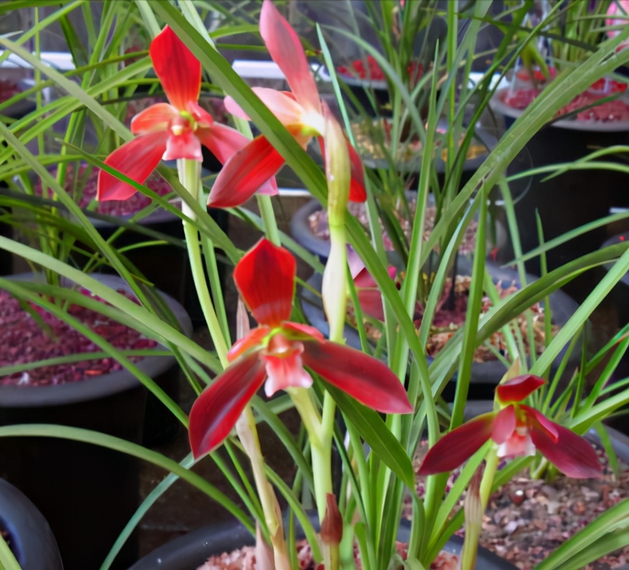 国兰精品春兰华夏红素,玉兰开花性最好的品种