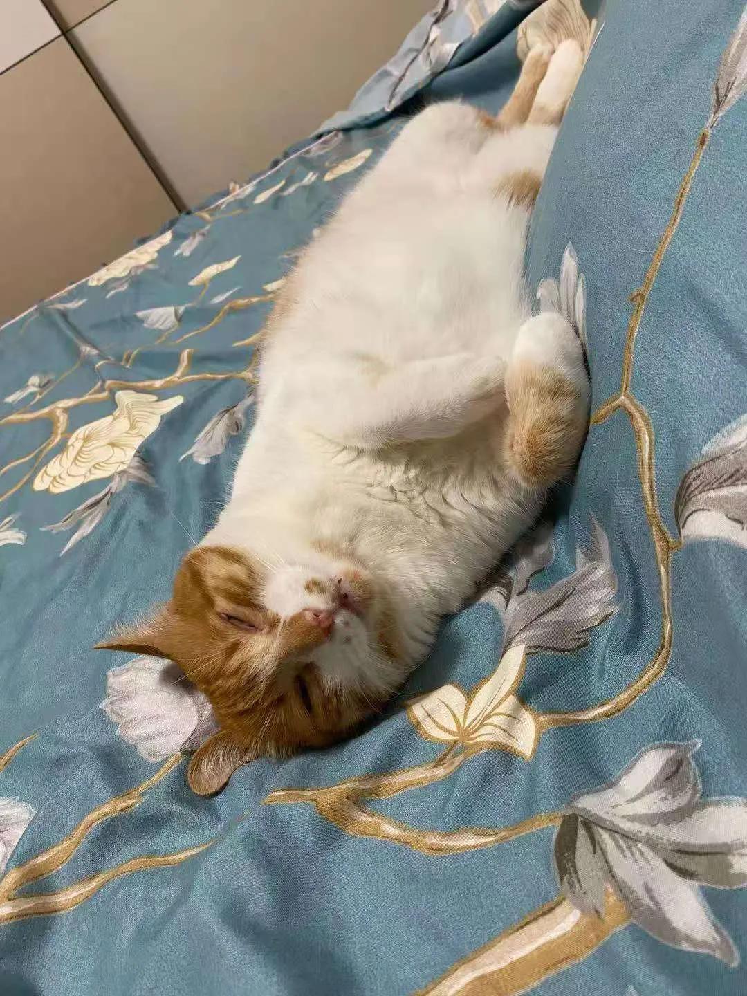 从小养的橘猫还会有野性吗,养橘猫的都是什么人