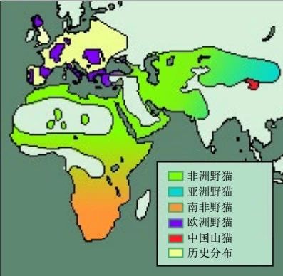 家猫引入中国的记载,家猫是恐猫演变而来的吗