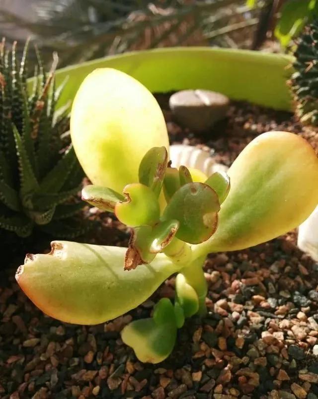 玉树黄叶掉叶什么原因怎么处理,玉树如何养护叶片发黄