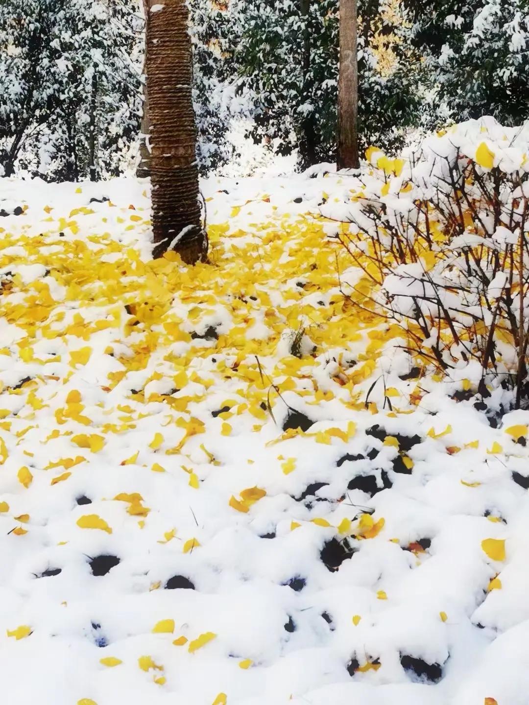 强健：《病中吟》诗词鉴赏