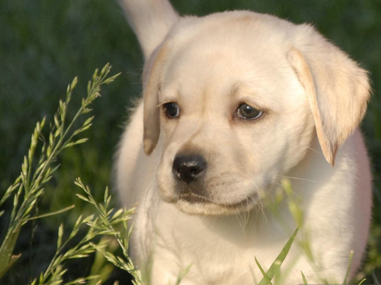 拉布拉多犬的优点和缺点家养犬,拉布拉多和金毛的优点和缺点