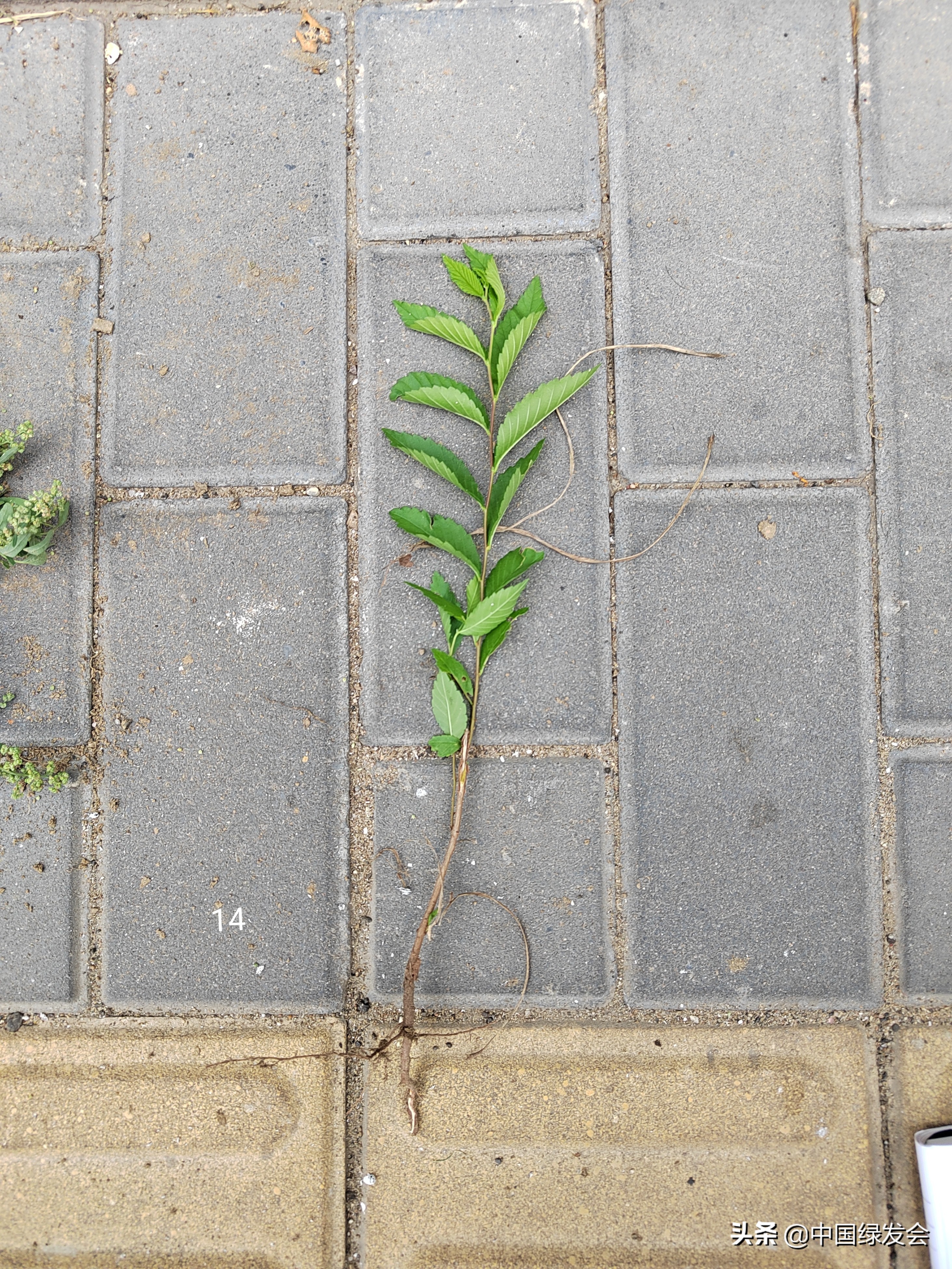 去野草留“精华”，整齐划一的草坪如何体现北京生物多样性？