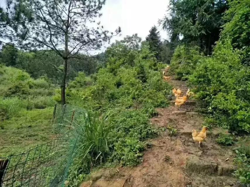 禽流感怎么防治和治疗,养鸡得禽流感怎么预防