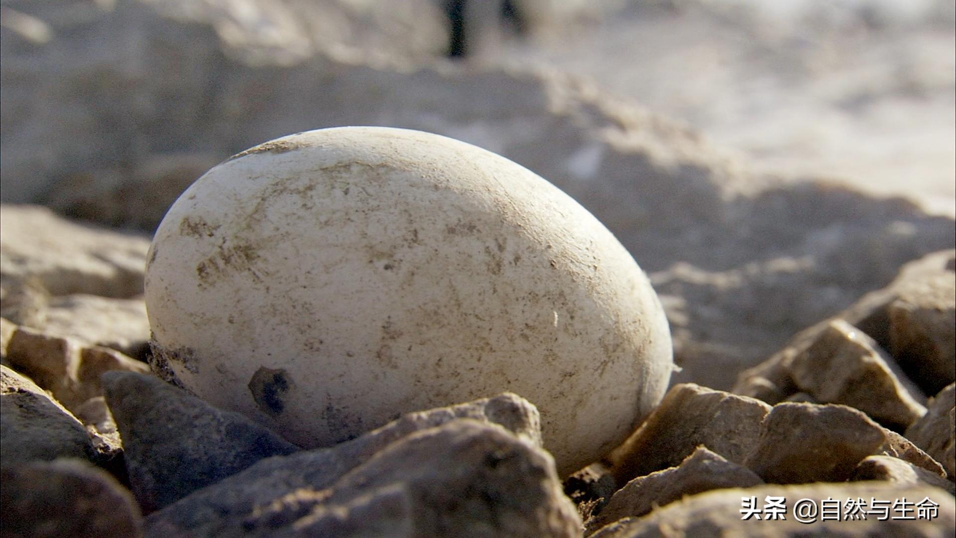每日动物档案之非洲企鹅