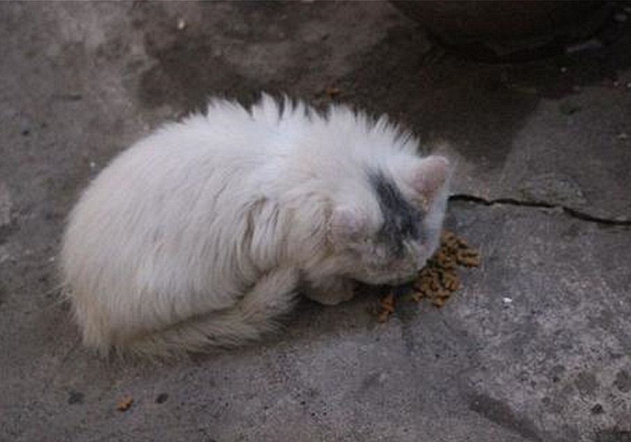 辟谣，剪流浪猫耳朵的都是坏人？需知这也是一种保护方式