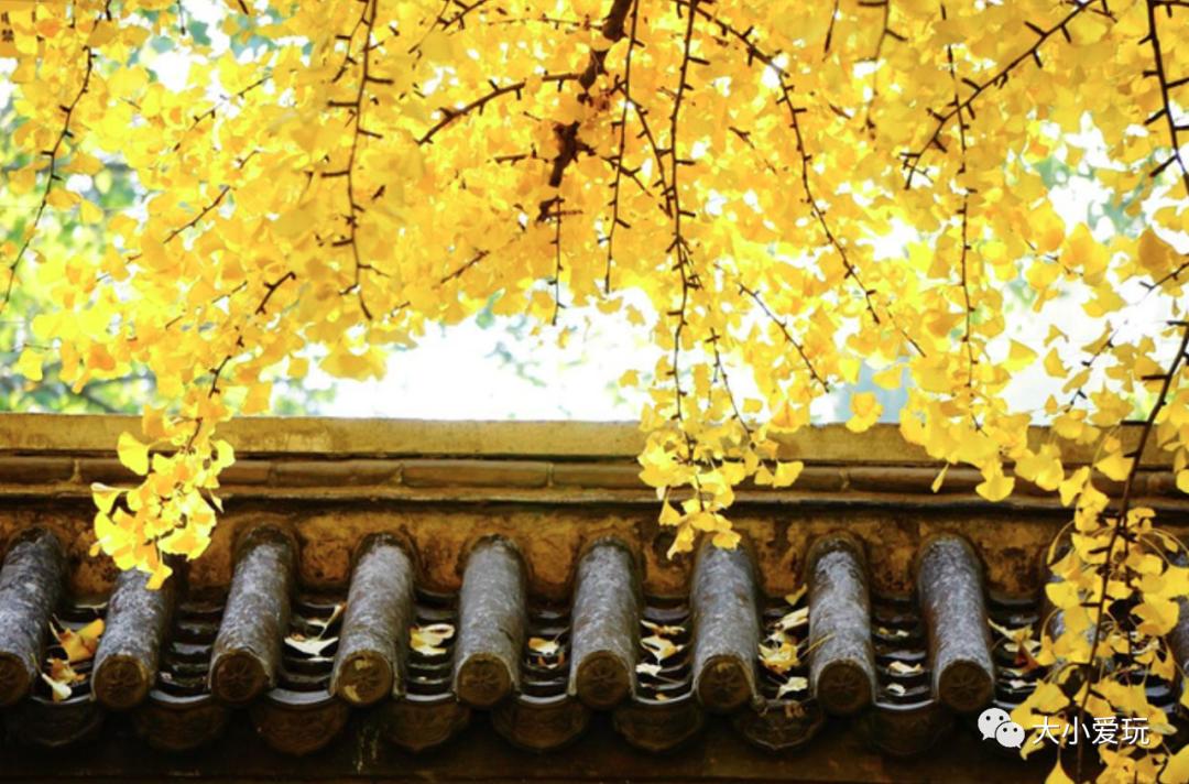 北京红螺寺银杏最佳观赏时间,北京赏银杏景区有哪些