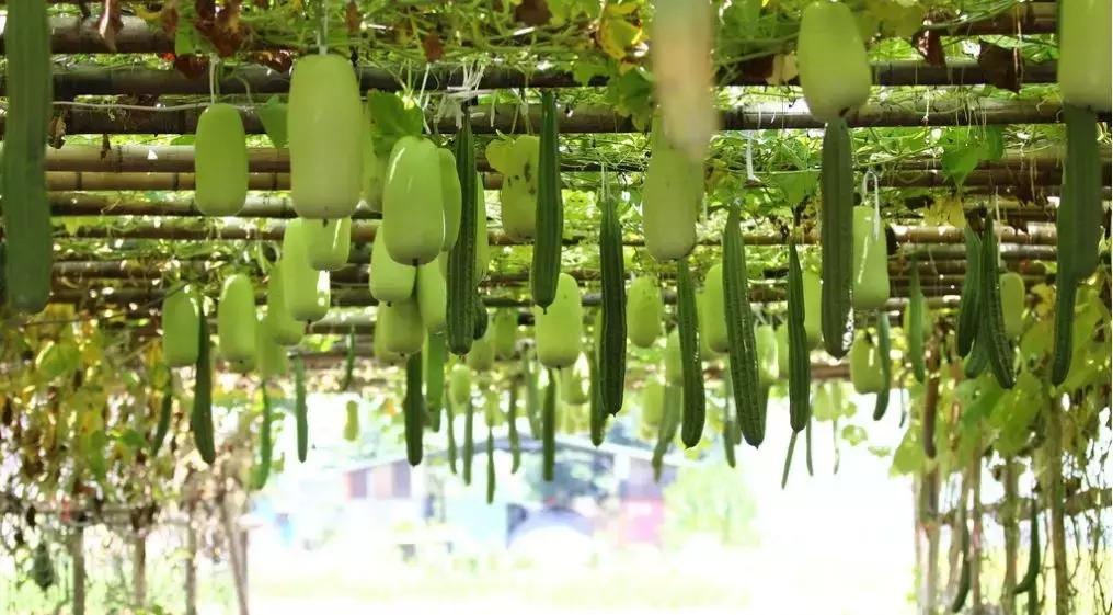 生僻字是抖音什么时候火的,抖音最火生僻字怎么唱