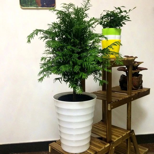 红豆杉树枝叶干枯怎么办,红豆杉怎么种才能保活