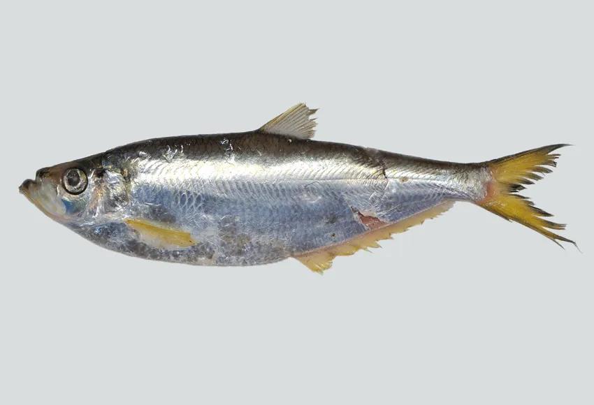 鱼鳞能有什么功效,鱼鳞有用吗