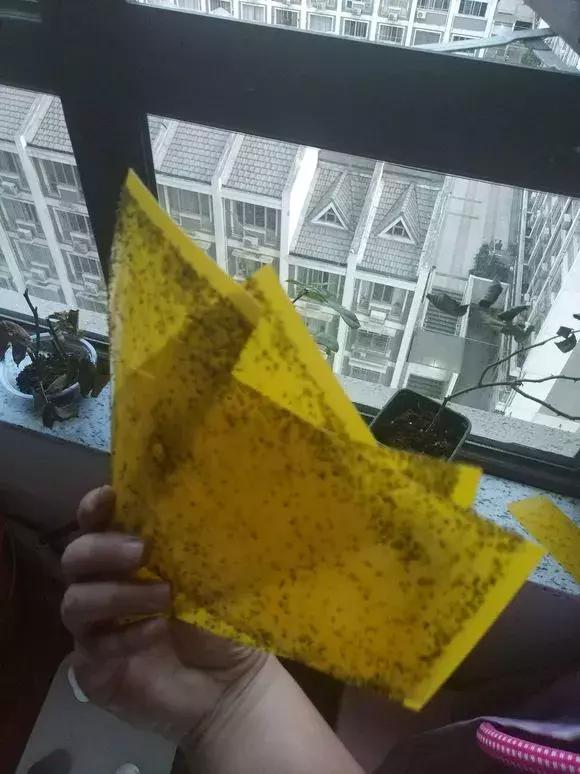 盆里有虫用什么药,盆里有小虫子怎么办