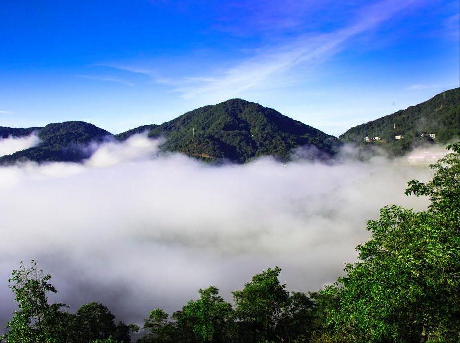 凤凰普洱沱茶银毫,凤凰特制沱茶t812多少钱一个