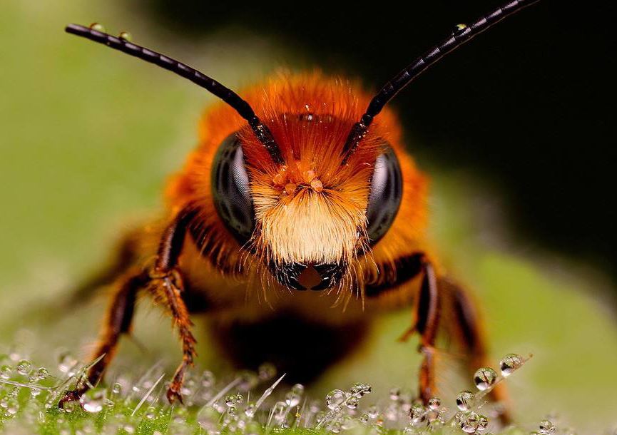 蜜蜂蜇蜜蜂会怎样,蜜蜂会蜇蜜蜂吗