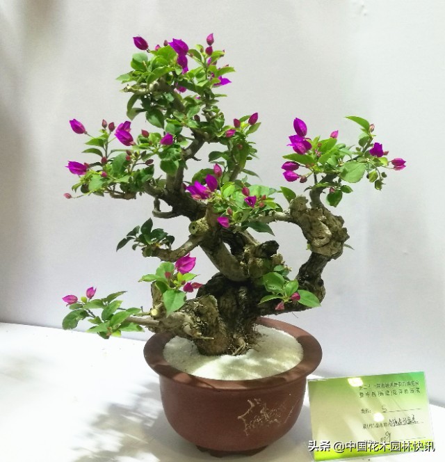 漳州三角梅盆景价格,漳州三角梅盆景市场