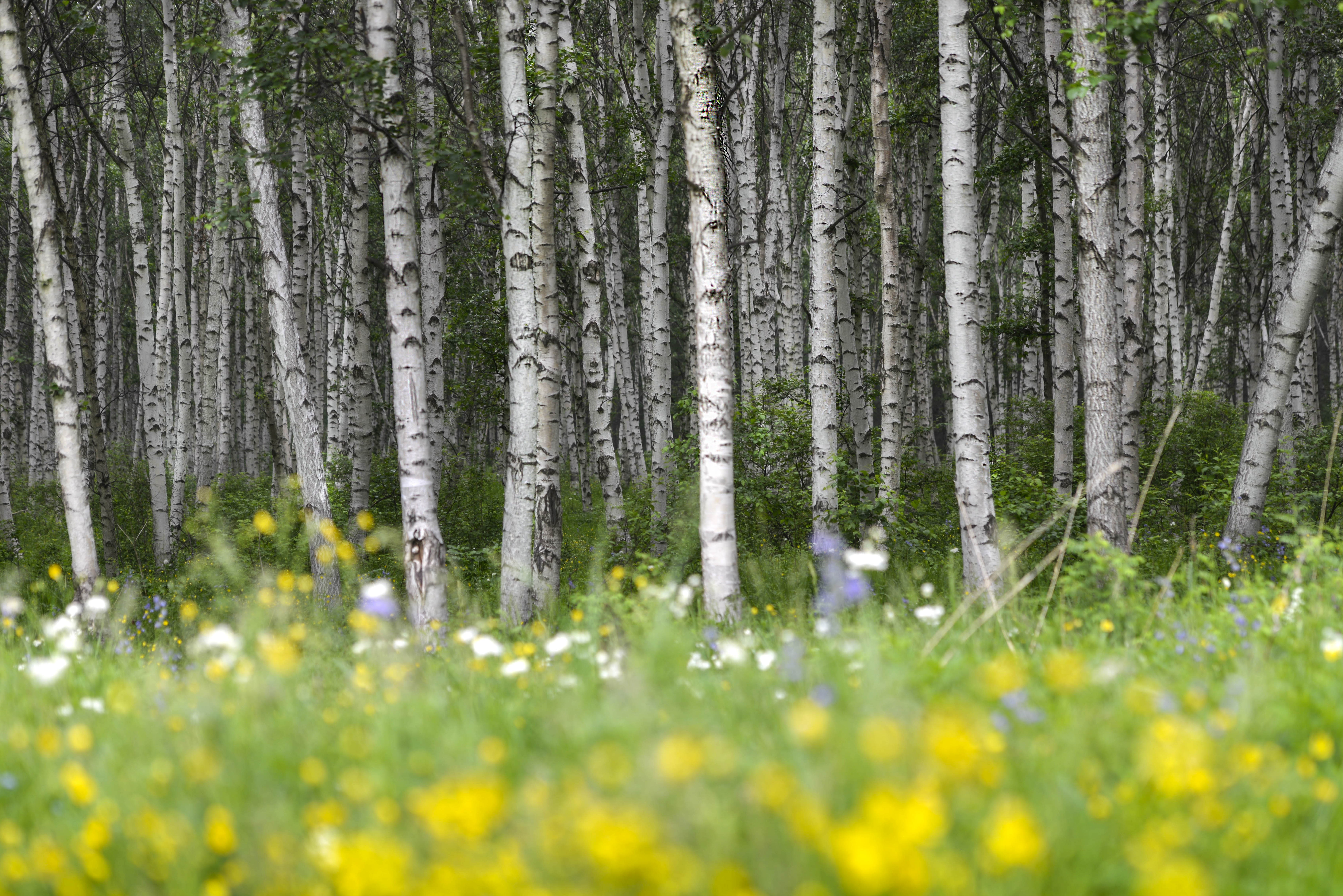 坝上草原照片高清图片,坝上草原风景图100张
