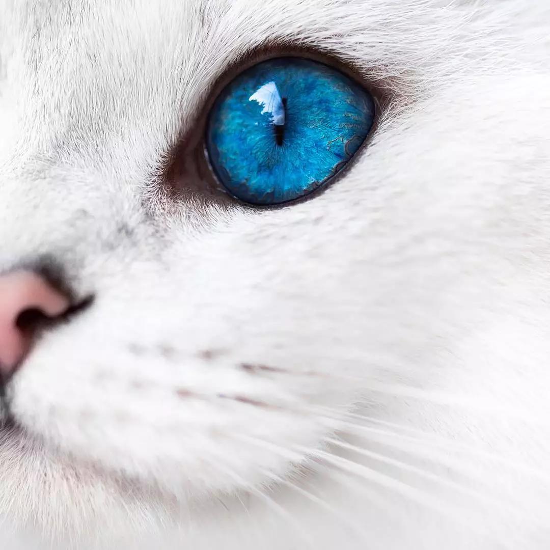 猫咪的眼睛好漂亮,猫咪的眼睛为什么又大又好看