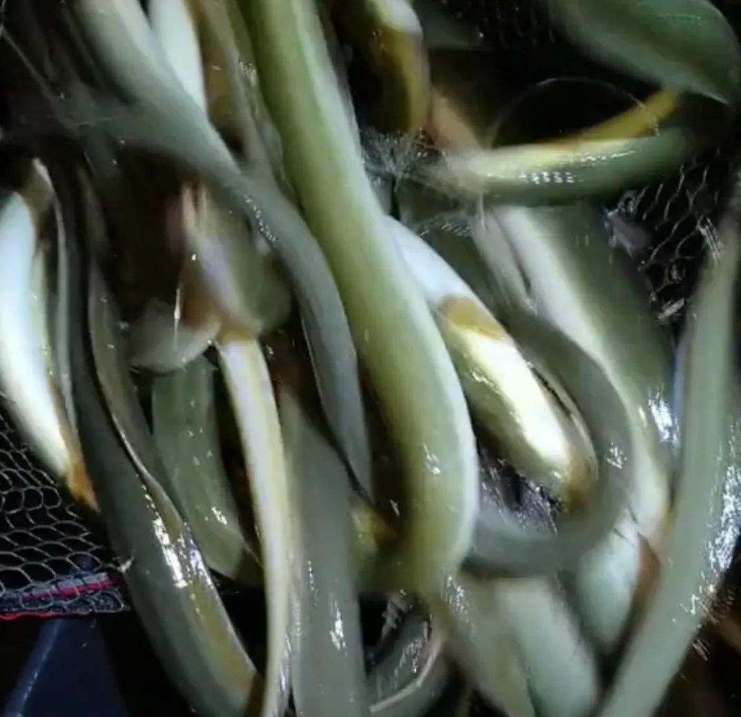 男子野夜钓钓出50斤巨鳝,揭秘捕黄鳝骗局