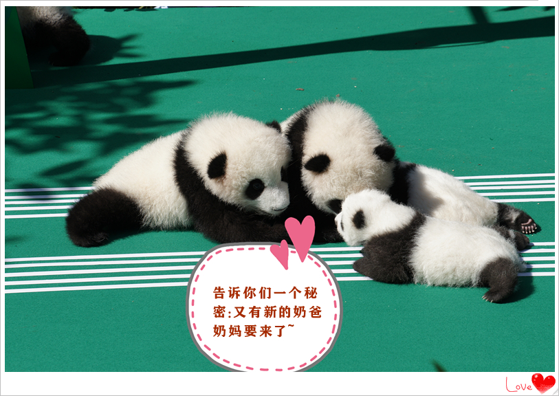 正在招募！滚滚喊你来当奶爸奶妈啦