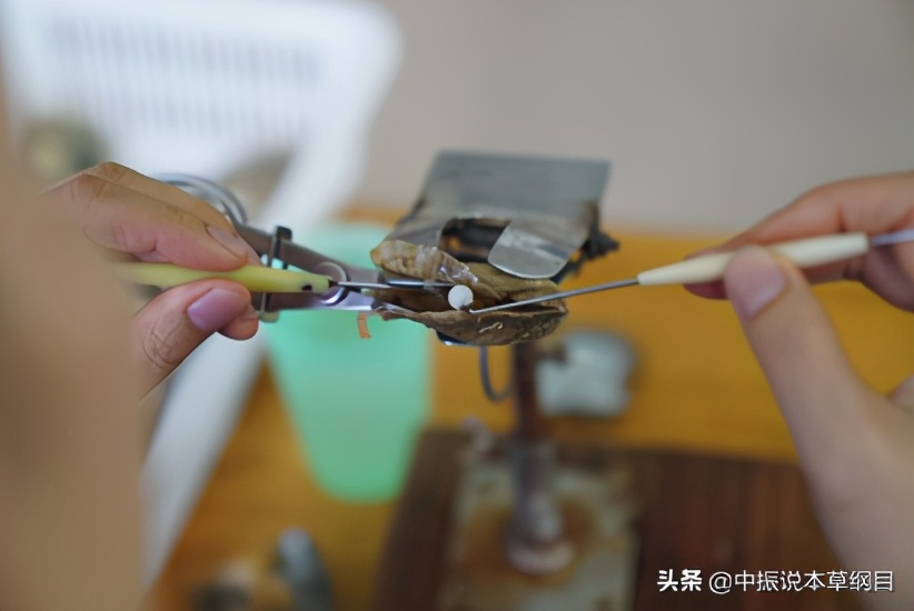 赶海抓鱼真假,赶海寻鲜视频大全