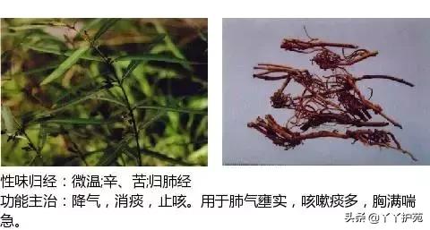 农村身边的中草药主治与功效,中草药全图谱与功效