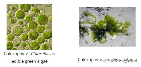 藻类是什么东西,藻类是什么意思