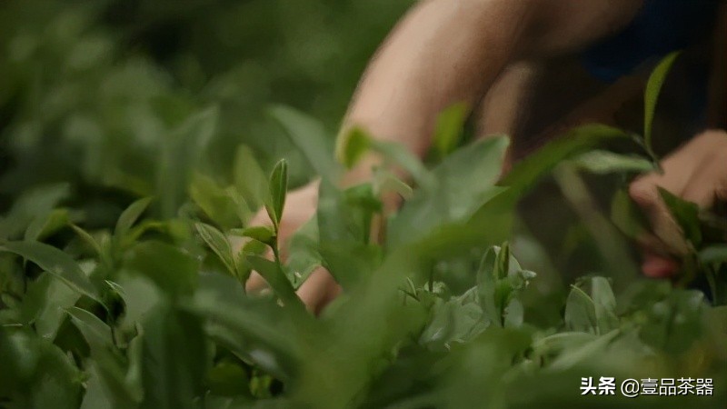 普洱茶品饮杂谈,绿茶各种茶类介绍