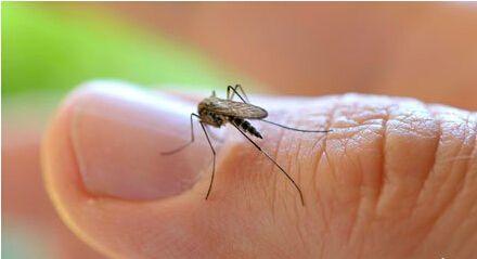 蚊香怎么消灭蚊子最好方法,乡下蚊子多有何妙招