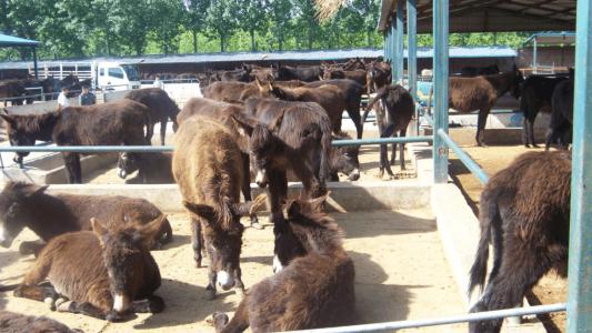养殖毛驴需要承担什么风险,养殖驴不长肉