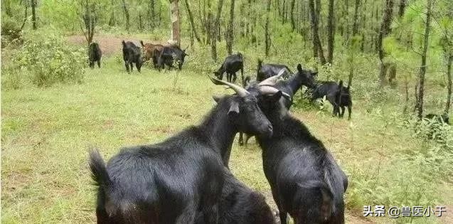 预防羊中暑的最佳方法,羊中暑可以用头孢他啶注射吗