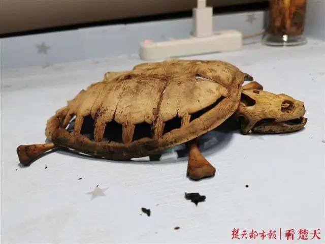 返校发现乌龟剩骨架怎么回事,武汉大学生时隔8个月宿舍找乌龟