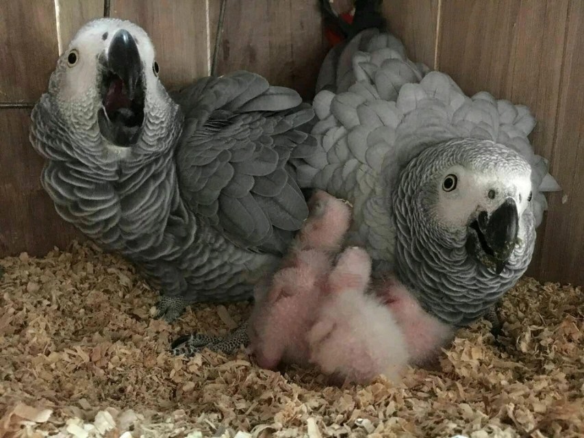 鹦鹉日常饲养必备常识,鹦鹉十大忌讳养哪些