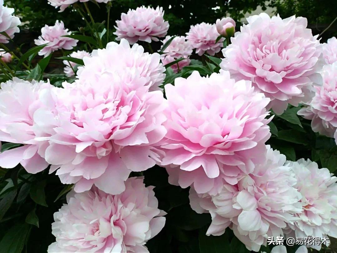 牡丹和观赏牡丹区别,牡丹的形态特征与什么花不同