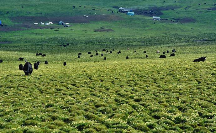 甘南最隐藏的地方,甘南隐藏的美景