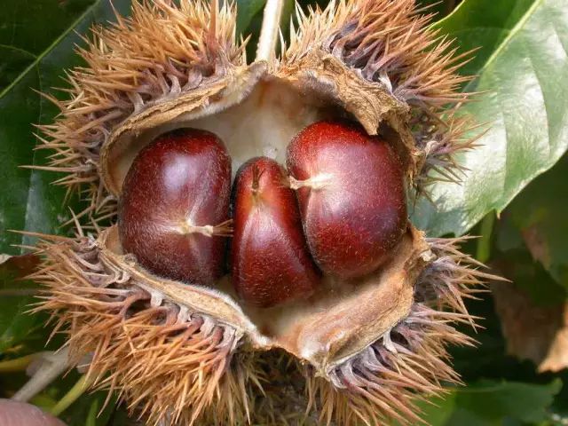 糖炒栗子为什么要放黑沙,炒栗子为什么要加沙子