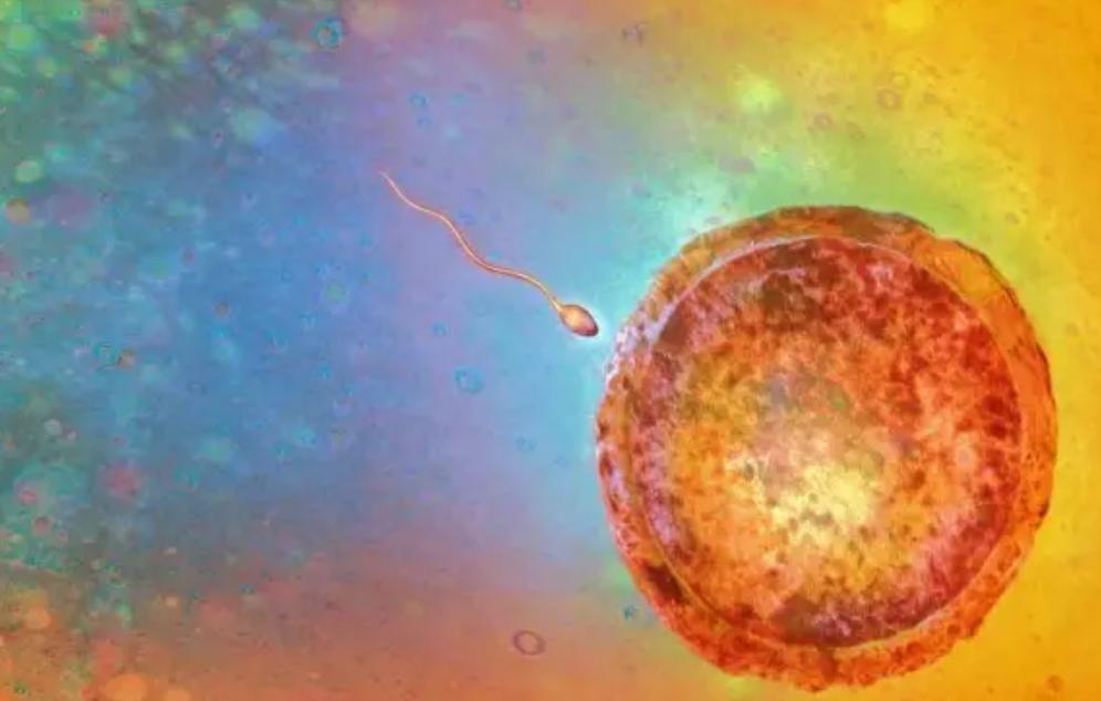 那些没找到卵子的精子，最后都去了哪？