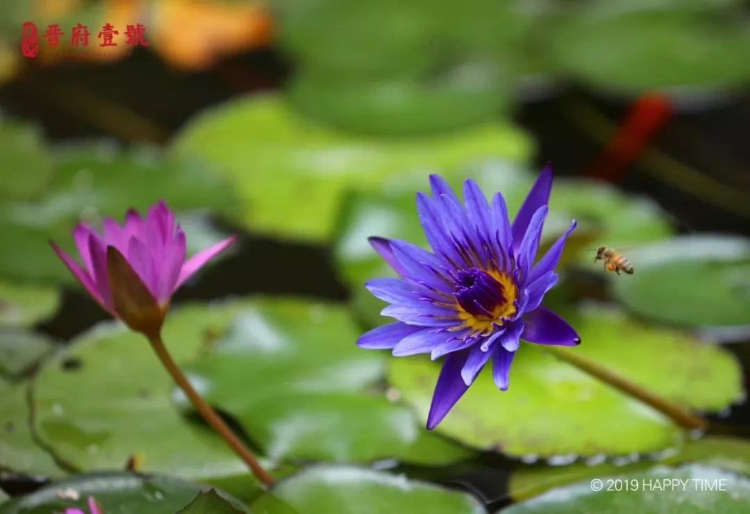 晋府壹号业主,星河晋府壹号业主感言