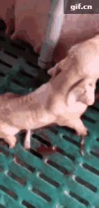 胎儿脐带粗代表什么,脐带一粗一细有影响吗