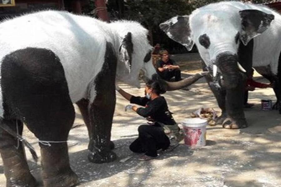 租借到国外的大熊猫过得怎么样,租借国外大熊猫如何选择熊猫