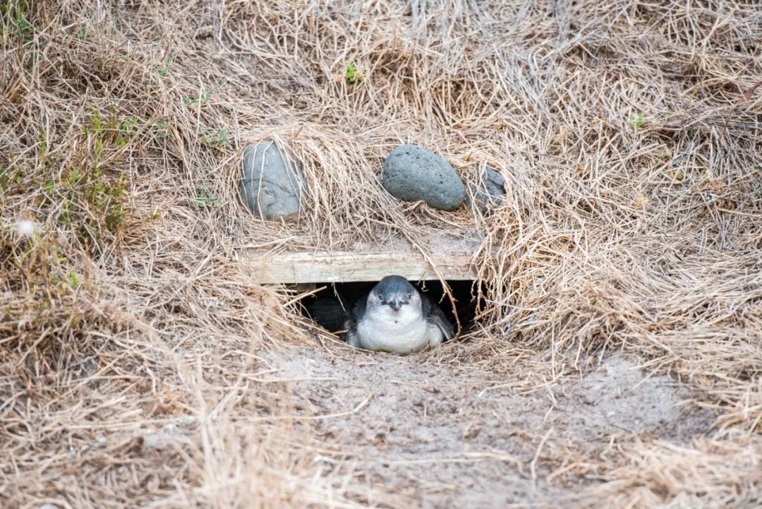 悉尼到阿德莱德自驾游,澳大利亚阿德莱德悉尼距离