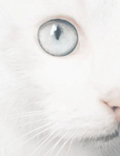 猫眼中好看的猫照片,猫眼猫咪原图