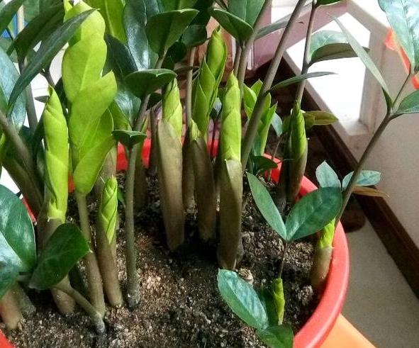 如何让盆栽花根越长越壮,往土里加点它,植物叶绿根壮开花早