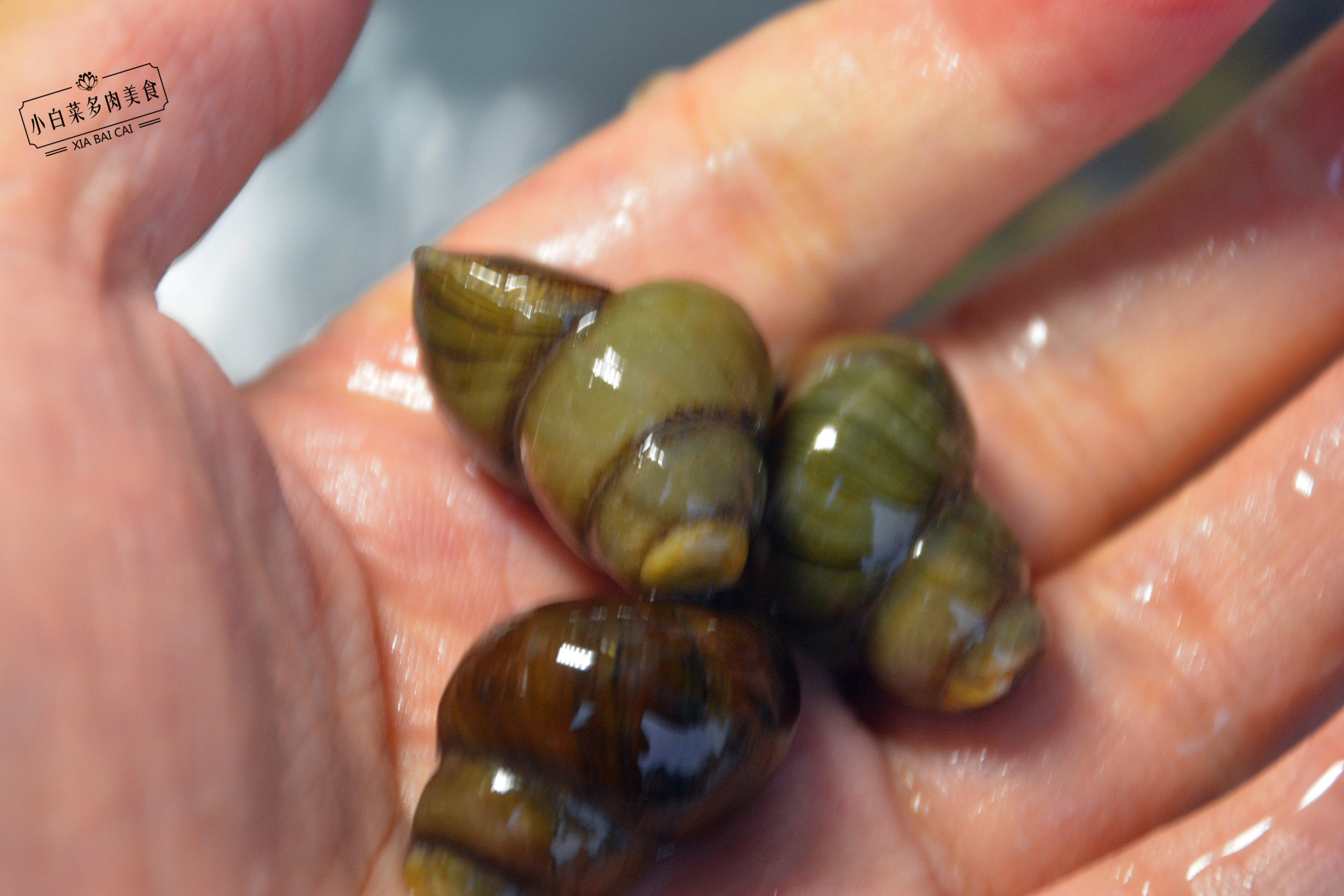 为什么螺蛳炒之前烫一下,大螺蛳怎么用牙签吃正确图片