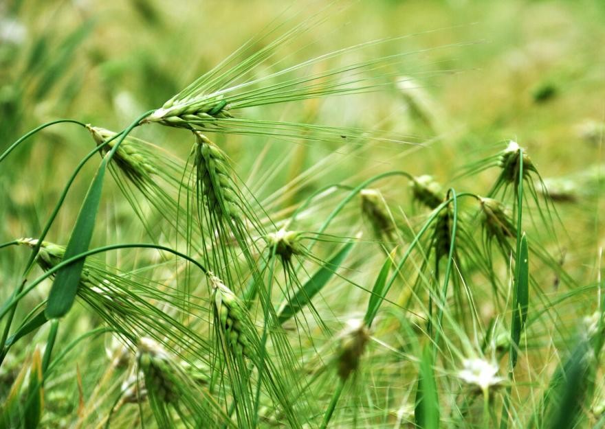 青稞酒为什么要热着喝,青稞酒为什么是绿色的